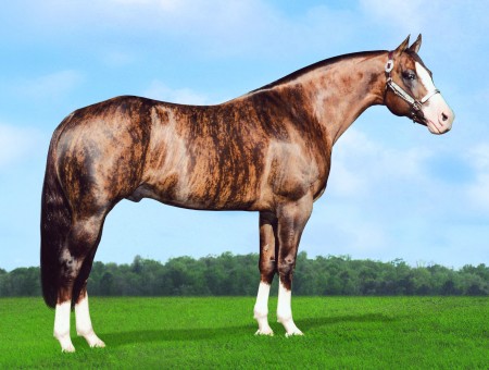Black Tan Horse Standing On Green Grass During Daytime