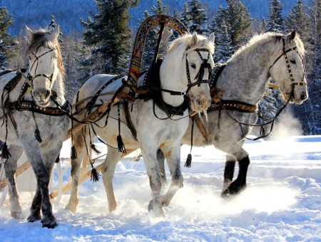 2 White And Grey Horses Pulling Sled In The Snow