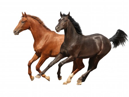 Two Brown Running Horses
