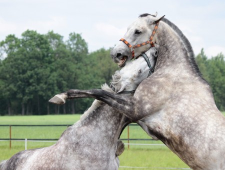 2 White And Grey Horses Fighting In Ranch