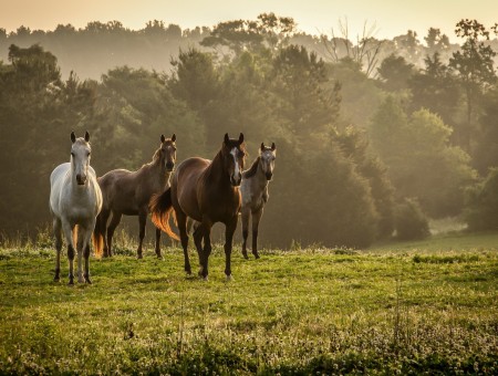 White And Brown Horse On Green Grass Field With Green Trees During Sunset
