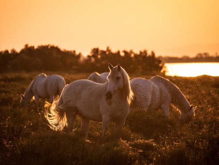 White Horses On Green Grass Field During Sunset