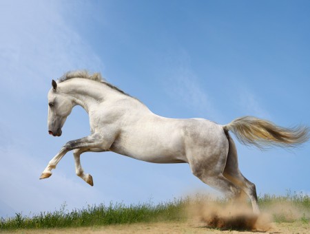 White Horse Running On Sand During Daytime