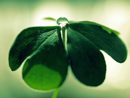 Water Droplet On A Four Leaf Clover