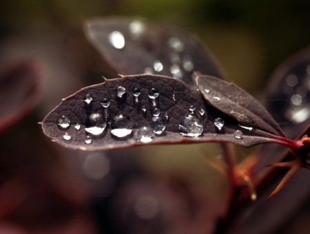 Water Droplets On Black  Colored Leaves