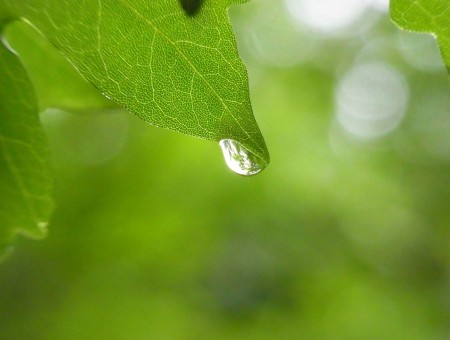Water Droplet On Green Leaf