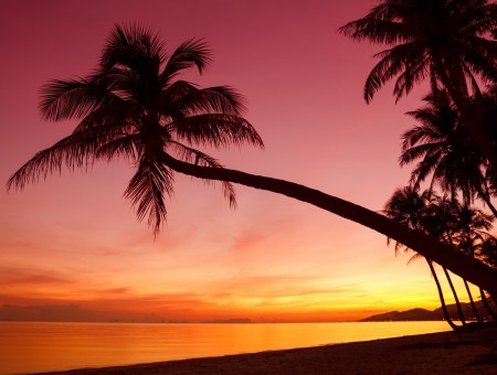 Palm Tree In Sandy Beach During Sunset