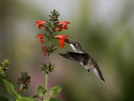 Humming Bird Perched On Red Petaled Flower At Daytime