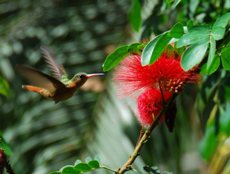 Brown And Green Hummingbird Approaching Red Spiky Flower In Tilt Shift Lens