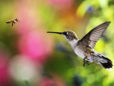 Brown And White Humming Bird Flying Front Of Yellow And Black Bee