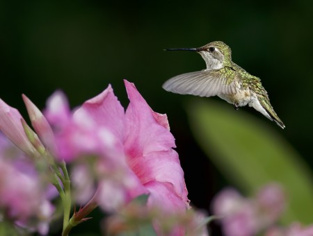Green Humming Bird Near Pink Flower