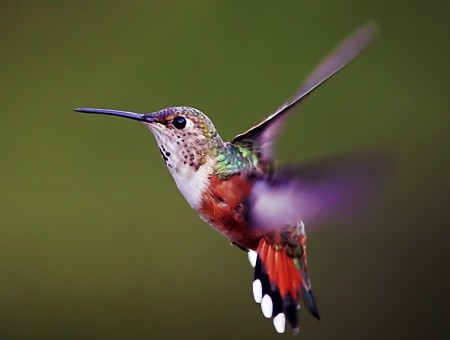 Green And White And Red And Black Humming Bird