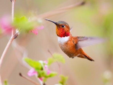 Orange Red Necked Hummingbird