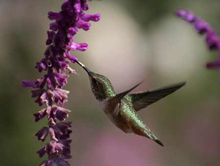 Green Humming Bird Flying Near Purple Flower