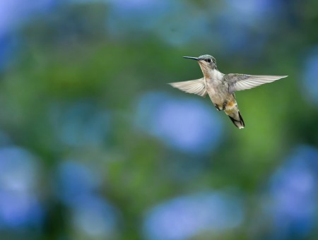 Grey Hummingbird