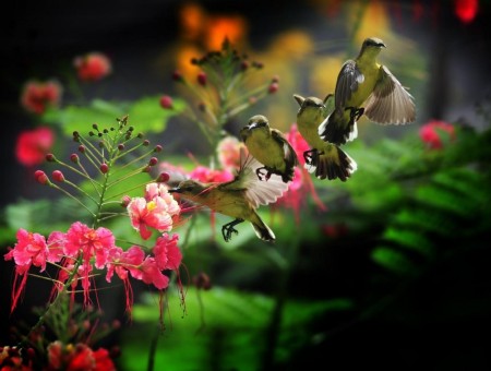 Green Black Birds Flying And Pink Flowers