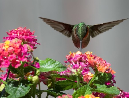 Hummingbird On Lantana Flowers