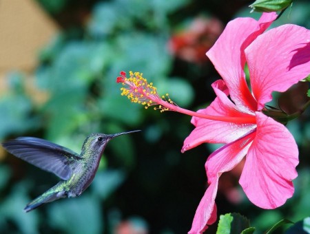 Blue Bird Flying In Front Of Pink Flower