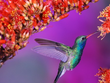 Green And Blue And Black Humming Bird Surrounded By Red Flowers