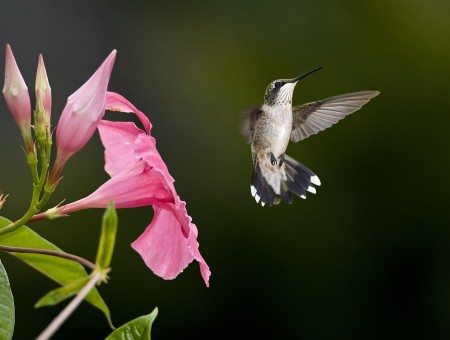 Gray Humming Bird Flying Near Pink Petaled Flower In Selective Focus Photography