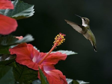 Hummingbird Flying Over Red Hibiscus Flower