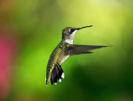 Green And Black Hummingbird Flying