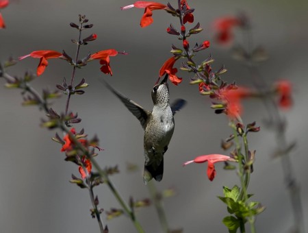 Hummingbird Eating Red Petaled Flower At Daytime