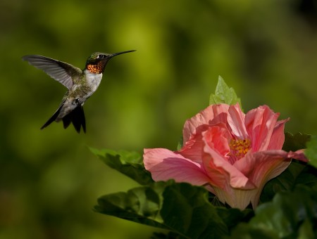 Black And Brown Hummingbird