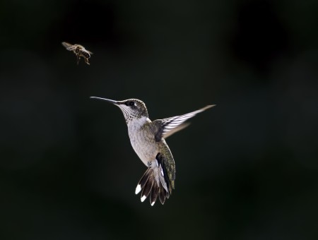 Close Up Photo Of Flying Hummingbird