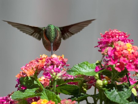 Brown And Gray Bird Flying On Top Of Pink Flowers
