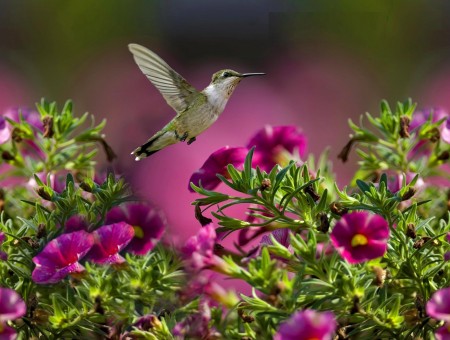Brown Hummingbird Over Purple Flowering Green Plant