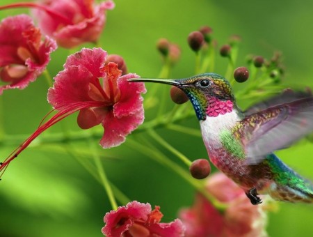 Hummingbird Flying Over Pink Flowers