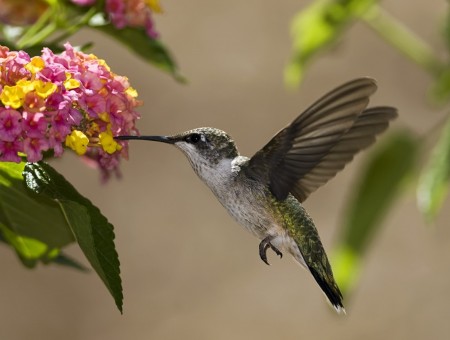 Brown Gray And White Bird Flying Beside Yellow And Pink Flowers