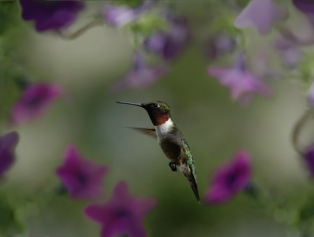 Close Up Photo Of Green And Black Hummingbird