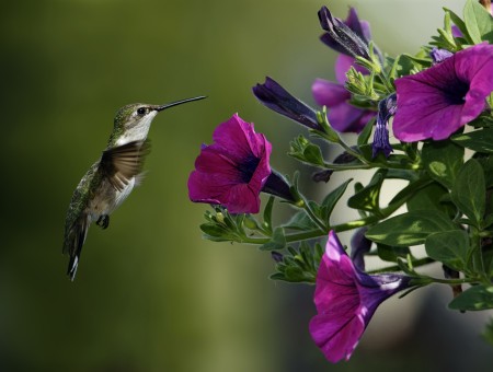 Brown And White Hummingbird Near Purple Flowers