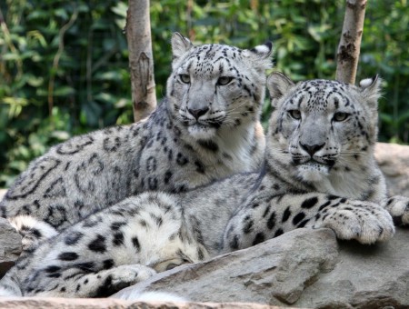 Brown White Leopards Lying On Brown Rock