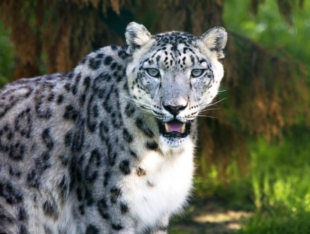 Black And White Leopard