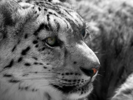 Black And Brown Leopard In Gray Scale