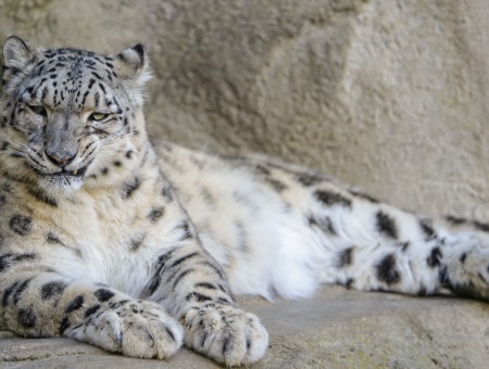 Snow Leopard Laying On Rock