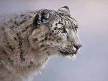 Gray Leopard