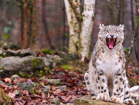 Brown Leopard Yawning
