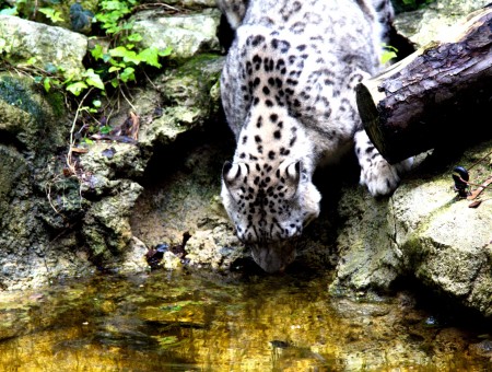 Cheetah Drinking Water On Water During Daytime