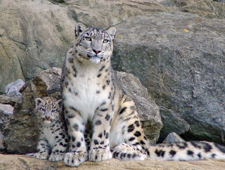 Snow Leopard And Cub Beside Gray Rocks At Daytime