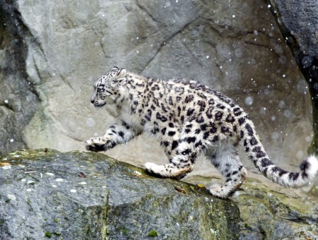 Snow Leopard On Gray Rock