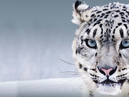 White And Black Snow Leopard