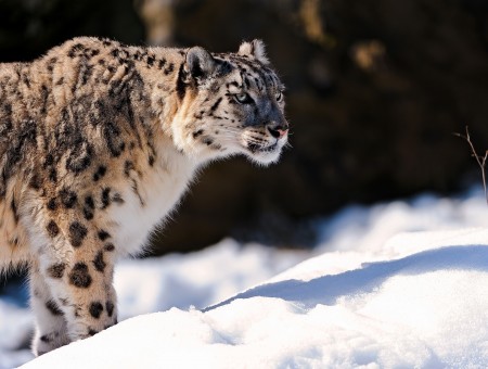 Cheetah Standing On Snow Covered Field In Tilt Shift Lens