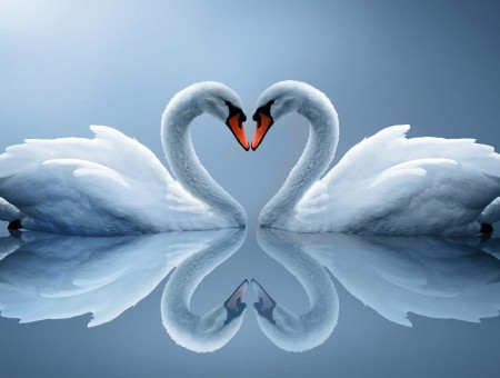 Two White Swans