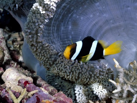 Yellowtail Clownfish 