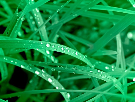 Water Droplets On Green Grass In Macro Lens Photography