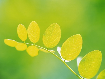 Selective Focus Photo Of Yellow Oval Leafed Plant